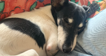 loula pet sitter à VICHY 03200_1