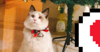 xintian pet sitter à LYON 02 69002_3