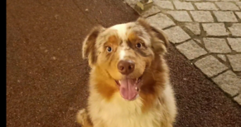 rossi pet sitter à EVIAN LES BAINS 74500_0