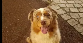 rossi pet sitter à EVIAN LES BAINS 74500