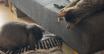 charlotte pet sitter à BAILLEUL 59270_2