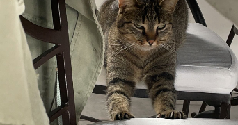 lys pet sitter à DOMLOUP 35410_2
