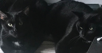 marie pet sitter à ETIVAL CLAIREFONTAINE 88480_4