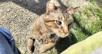 leelou pet sitter à VALENCE 26000_3