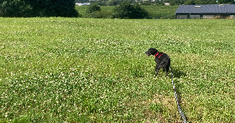 mathilde pet sitter à NANCY 54000_4