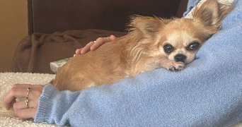 sylvie dog sitter à REXPOEDE 59122_3