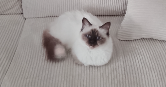 cyril pet sitter à BEAUCOUZE 49070_1