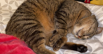 Barbara cat sitter à NANTES 44300_3