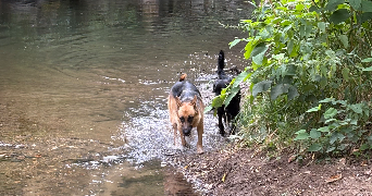 charlotte pet sitter à ISSOIRE 63500_4