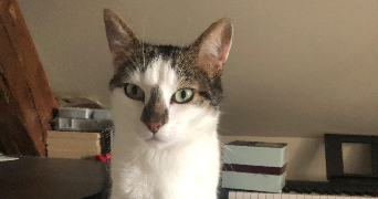 julie pet sitter à BORDEAUX 33000_2