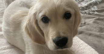 lénaïg pet sitter à RENNES 35700_3