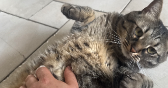 mélody pet sitter à LIMOGES 87100_9