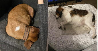 amelie pet sitter à MONTPELLIER 34000_2