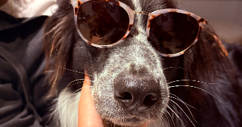 lisa pet sitter à LYON 08 69008_6