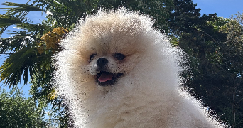 maËline pet sitter à PARIS 17 75017_9