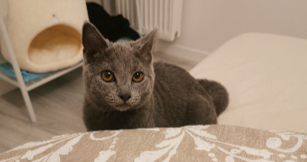 stéphanie cat sitter à AUBERVILLIERS 93300_1