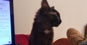 julien cat sitter à MALAKOFF 92240_1