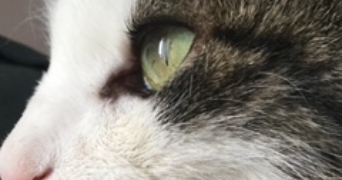marion pet sitter à THORIGNE EN CHARNIE 53270_2