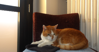 alicia pet sitter à POITIERS 86000_2