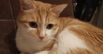 léo dog sitter à MOURENX 64150_4