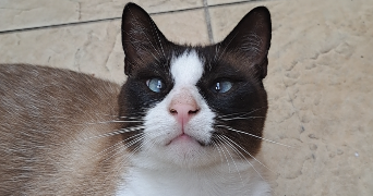 oumeima pet sitter à PAU 64000_4