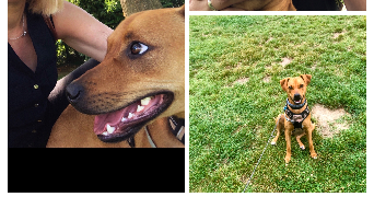 séverine  pet sitter à 59000 Lille 59000_7