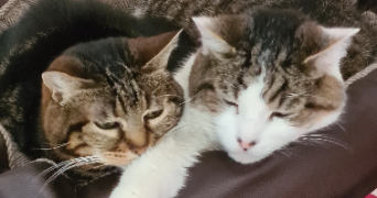 nadine pet sitter à LE MESNIL LE ROI 78600_1