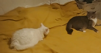 nadiia pet sitter à GOURNAY SUR MARNE 93460_6