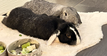 solène pet sitter à NOISY LE GRAND 93160_6