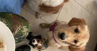 laura dog sitter à BORDEAUX 33000_5