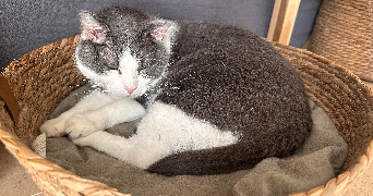 mathilde pet sitter à LA BASTIDONNE 84120_1