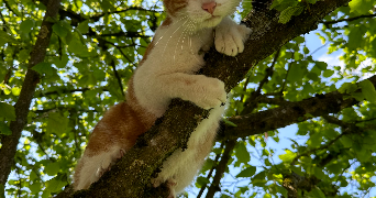 marjorie pet sitter à GEMMELAINCOURT 88170_1