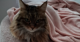 yasmine pet sitter à COLOMBES 92700_2