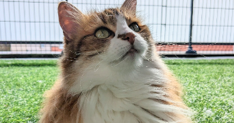 laura pet sitter à ESCALQUENS 31750_0