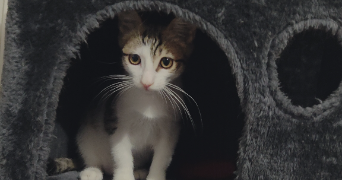 morgane cat sitter à TOULOUSE 31200_5