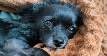 audrey pet sitter à NANCY 54000_10