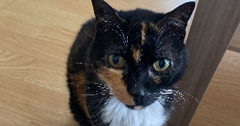 agathe pet sitter à FORGUES 31370_3
