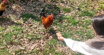 roxanne pet sitter à GUILHERAND GRANGES 07500_4