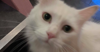 dorine pet sitter à TROUILLAS 66300_4