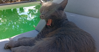 valérie pet sitter à LIAS 32600_4