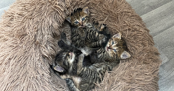 eulalie pet sitter à MULHOUSE 68100_6