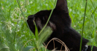 lea pet sitter à CHAUMONT 52000_2