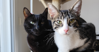 marine pet sitter à BROU SUR CHANTEREINE 77177_0