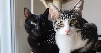 marine pet sitter à BROU SUR CHANTEREINE 77177