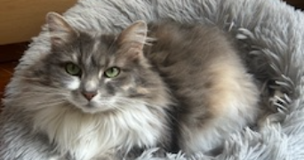 marion cat sitter à Levallois-Perret 92300_3