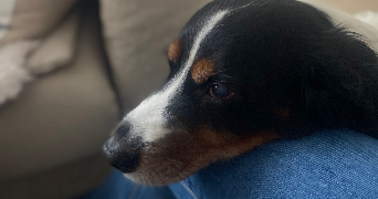 laetitia pet sitter à MONTIGNY LE BRETONNEUX 78180_2