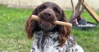 charlyne pet sitter à MONTVILLE 76710_5