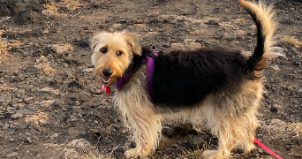 noa pet sitter à MONTPELLIER 34090_2