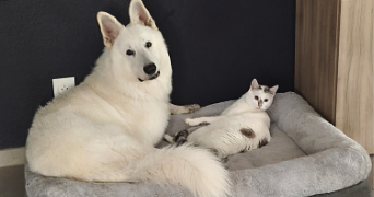 rabia pet sitter à HAGUENAU 67500_4