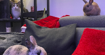 chrystal pet sitter à LE MEE SUR SEINE 77350_1